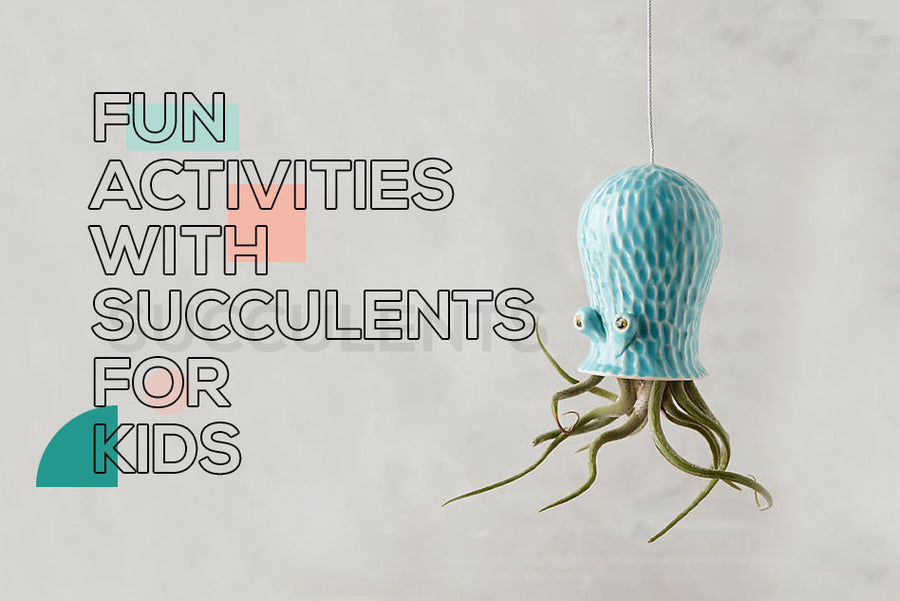 Fun activities with succulents for kids