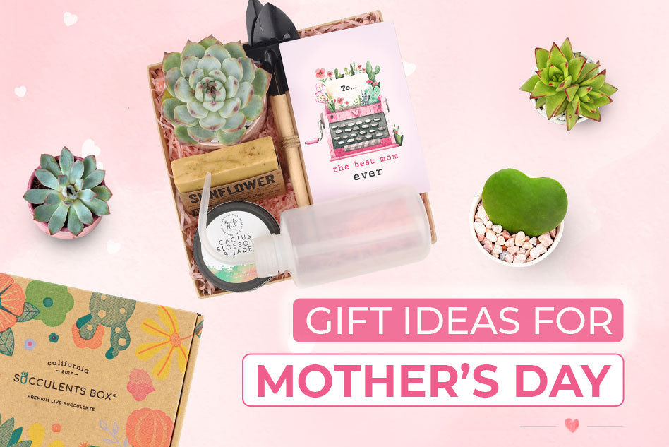 10 Succulent Gift Ideas for Mother’s Day