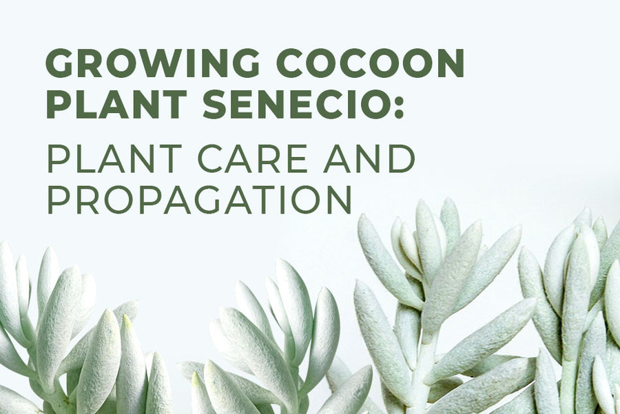 Growing Cocoon Plant Senecio: Plant care and Propagation