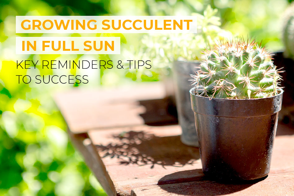 Key reminders to grow succulents in full sun
