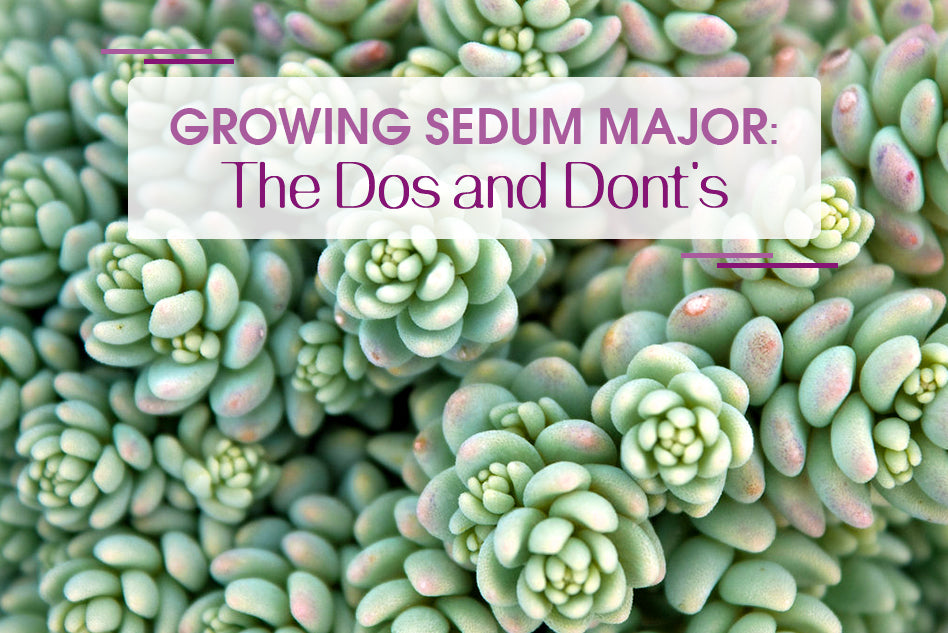 Growing Sedum Major: The Dos and Don'ts