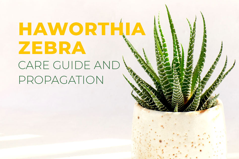 Haworthia zebra, how to grow Haworthia Zebra, succulent care tips, Haworthia zebra plant in California, Care guide and propagation, succulent for beginner
