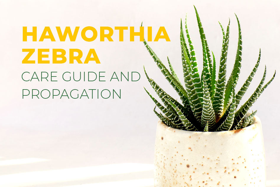 Haworthia Zebra is The Best Succulent for Beginner | Tips & Care Guide - Succulents Box