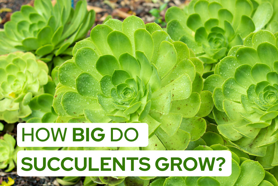 How big do succulents grow, How big do succulents get, How big can succulents grow