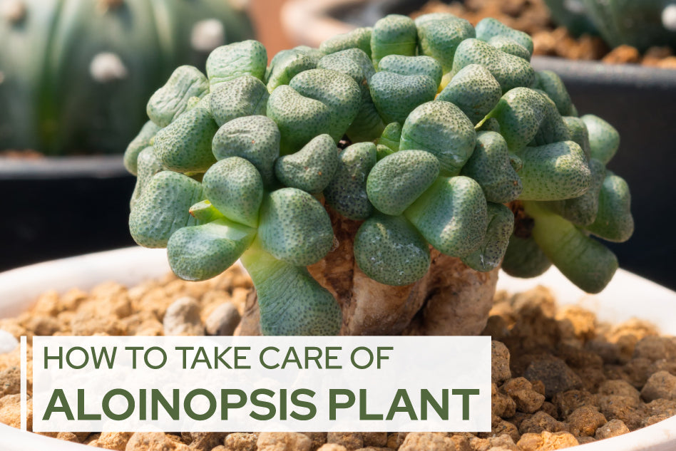 How to care for Aloinopsis Plant