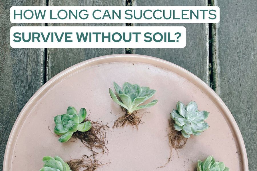 How Long Can Succulents Survive Without Soil