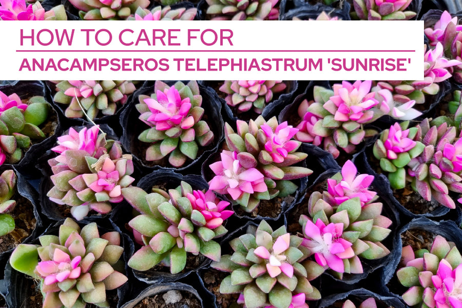 How To Care For Anacampseros Telephiastrum 'Sunrise'