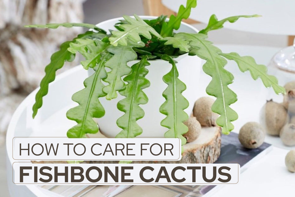 How to Care for Fishbone Cactus, Succulent Cactus Care Guide
