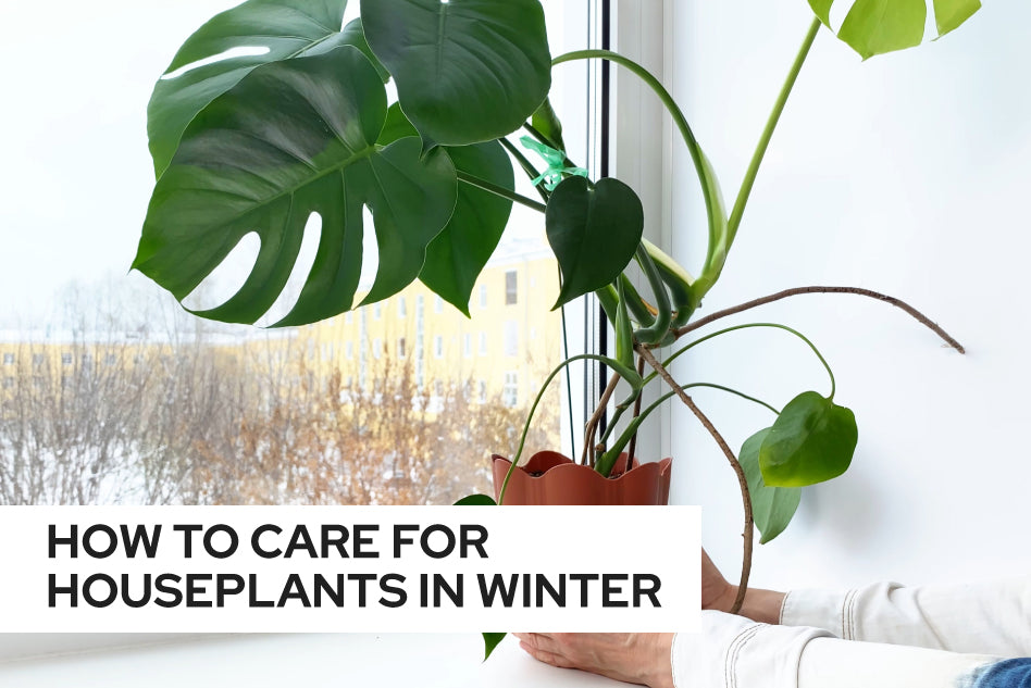 How to care for houseplants in winter, winter care guide for houseplant