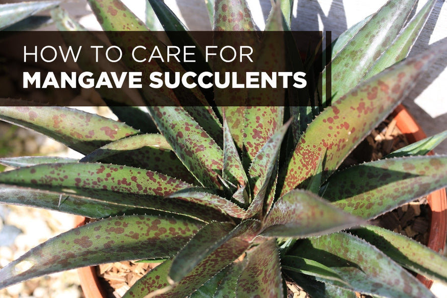 How to Care for Mangave Succulents