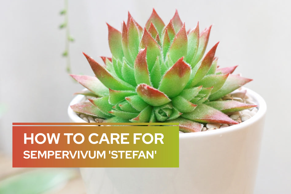 How to Care for Sempervivum 'Stefan'