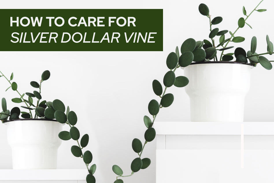 How to Care for Silver Dollar Vine, Silver Dollar Vine Plant Care Guide