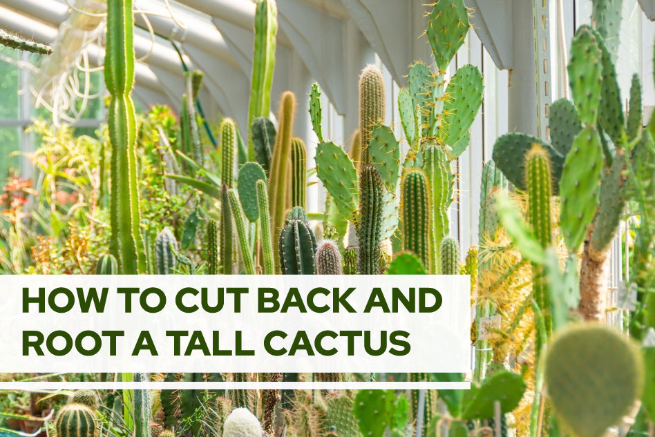 How to cut back and root a tall cactus