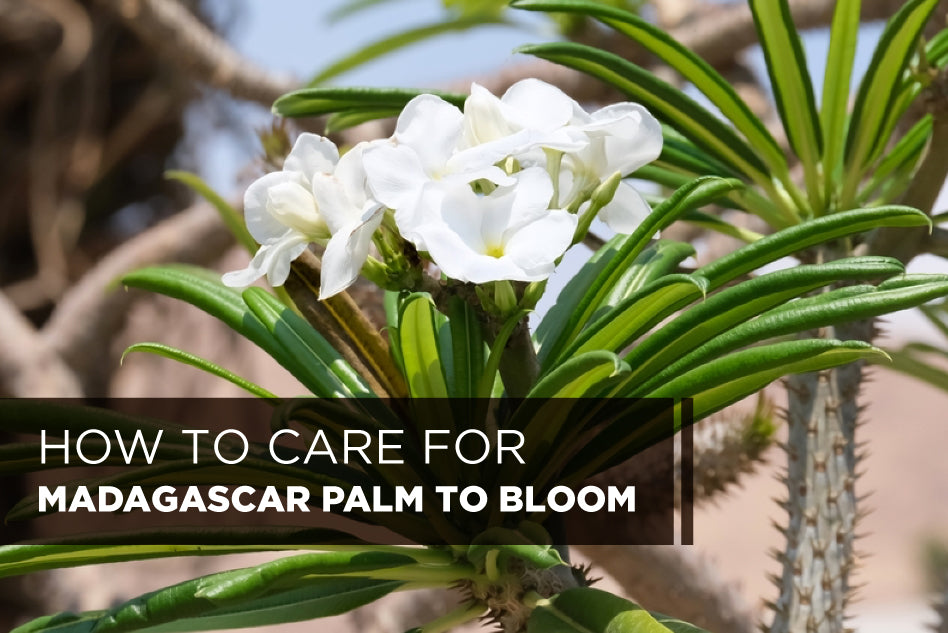 How to Get a Madagascar Palm to Bloom