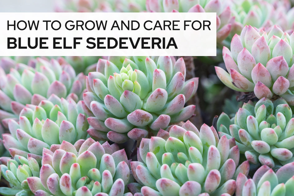 Succulent Care Guide, How to care for Sedeveria Blue Elf Plant