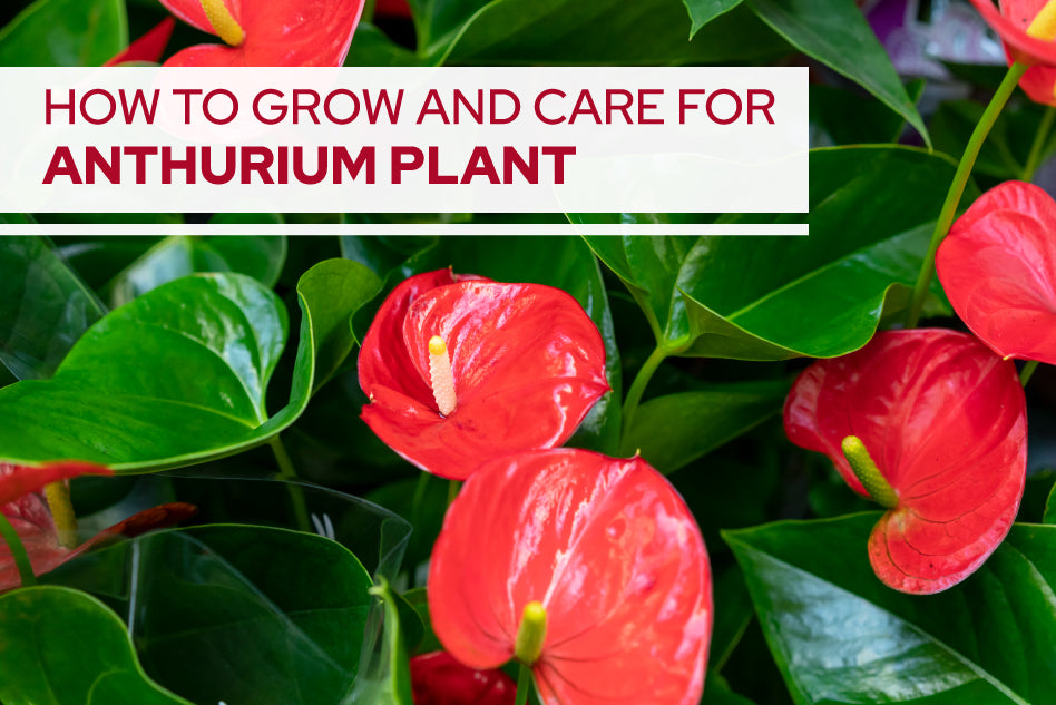 How to Grow and Care for Anthurium Plant