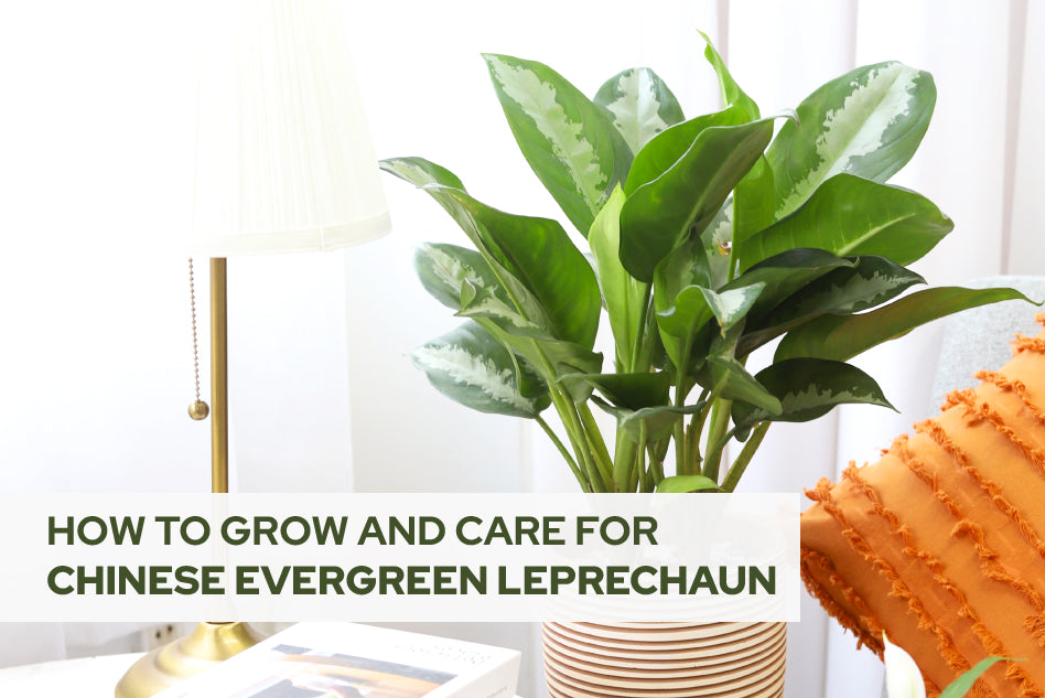 How to Grow and Care for Chinese Evergreen Leprechaun