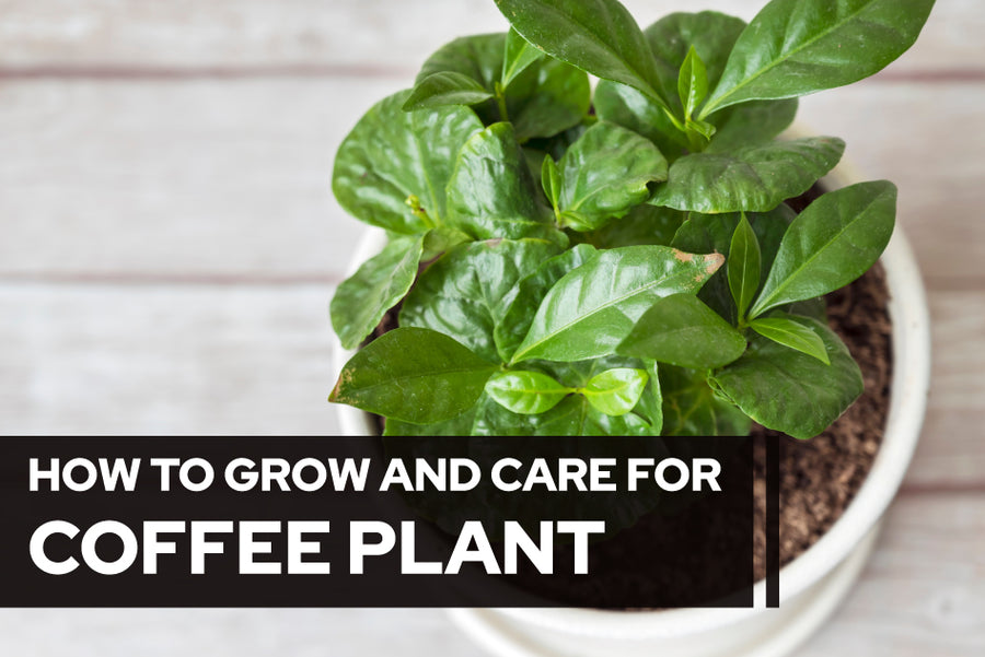 How to Grow and Care for Coffee Plant