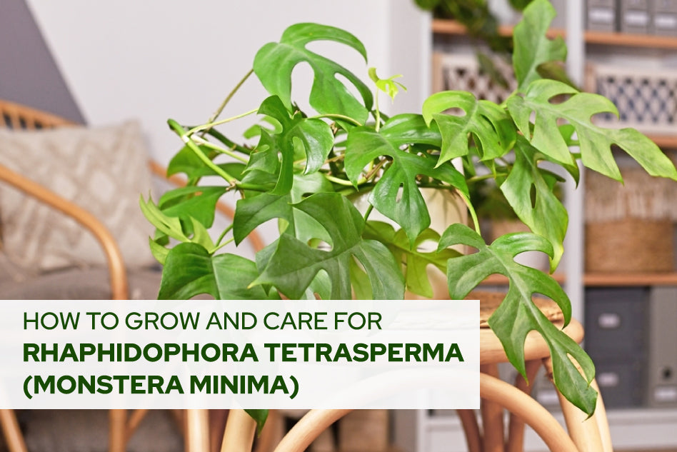 How to Grow and Care for Rhaphidophora Tetrasperma (Monstera Minima), Monstera Minima Care Guide