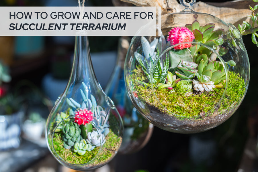 How to Grow and Care for Succulent Terrariums