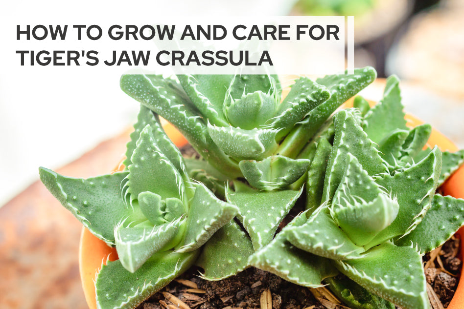 How to Care for Tiger's Jaw Crassula, Succulent Care Guide
