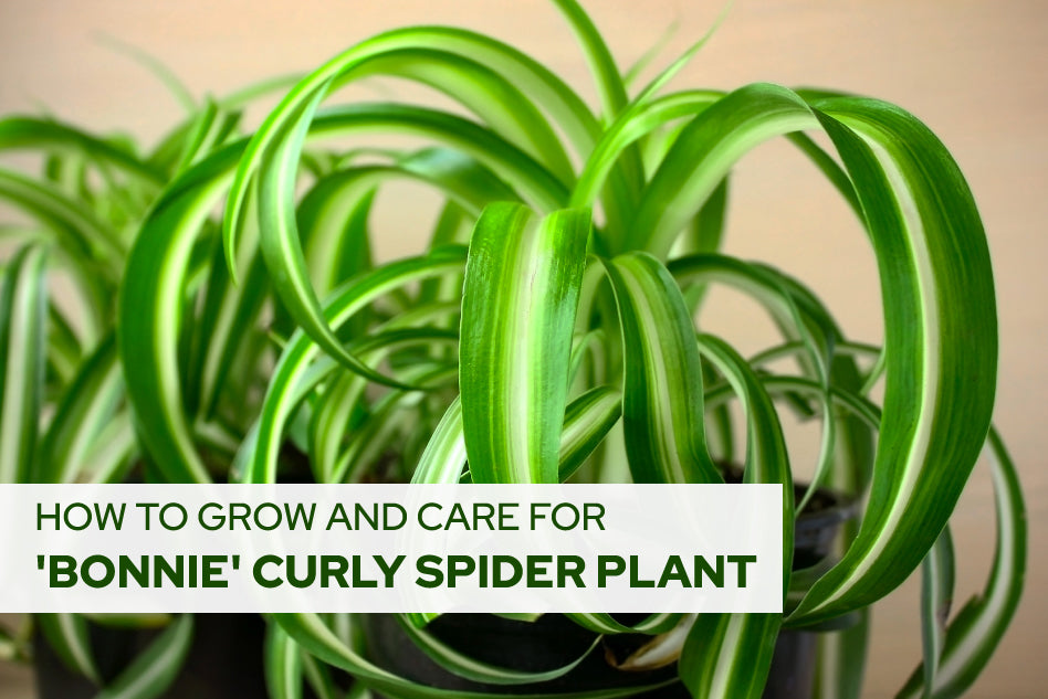 How to Grow and Care for Bonnie Curly Spider Plant, Houseplant Care Guide