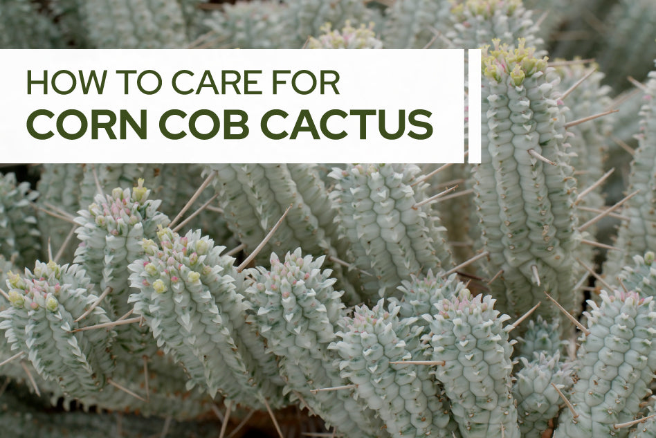 How To Care For Corn Cob Cactus