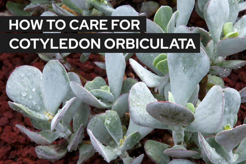 How To Care For Cotyledon Orbiculata