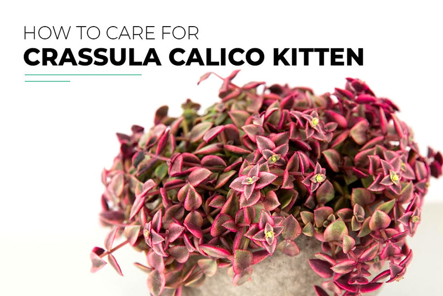 How to care for Crassula Calico Kitten