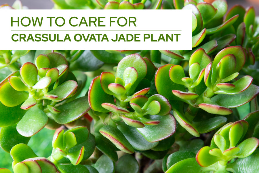 How To Care For Crassula Ovata Jade Plant