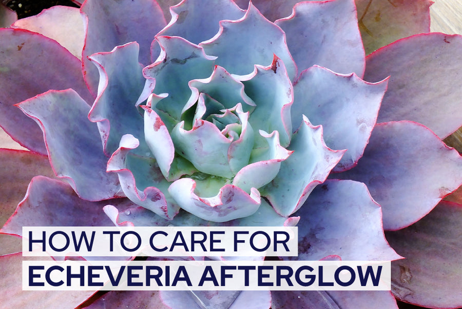 How to care for Echeveria Afterglow