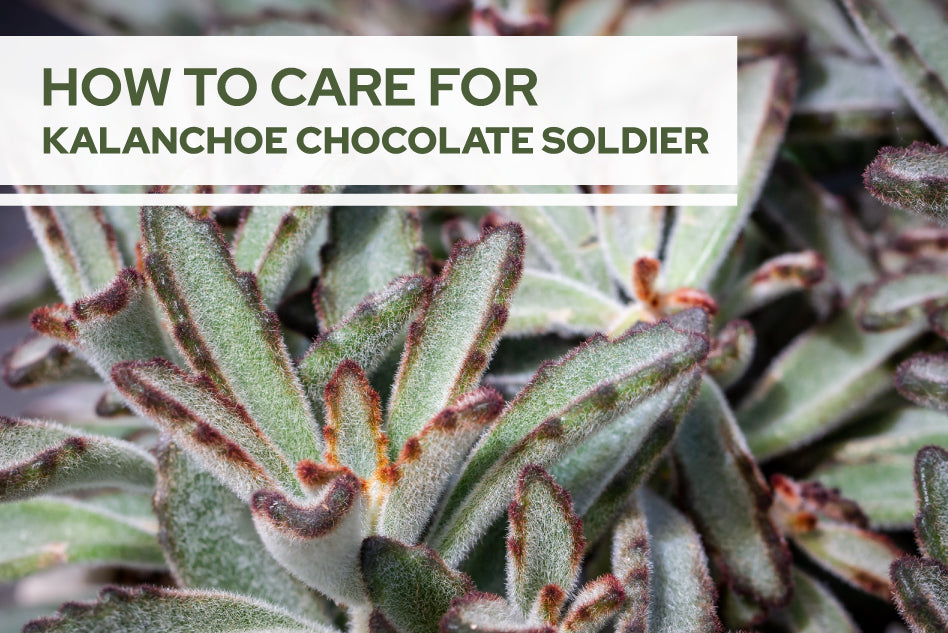 How To Care For Kalanchoe Chocolate Soldier