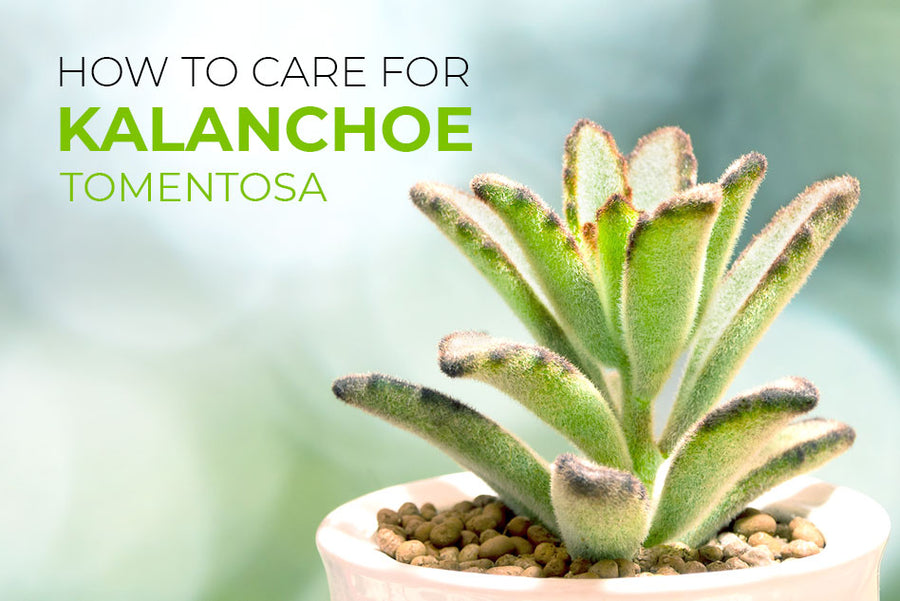 How to Grow and Care for Kalanchoe Tomentosa Panda Plant, Tips for growing Panda Plant, Panda Plant Propagation