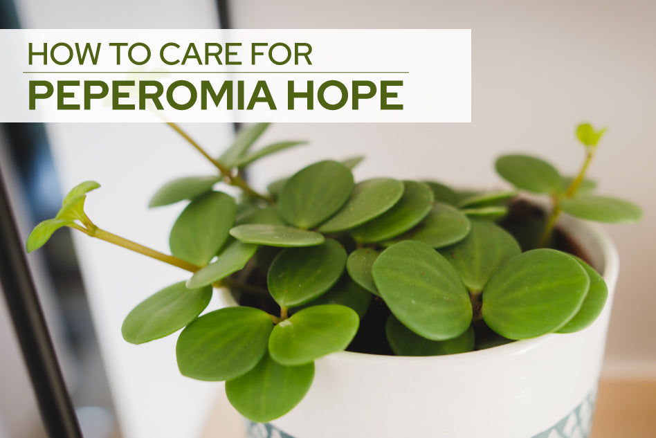 How to Grow and Care for Peperomia Hope, Peperomia Hope Care Guide
