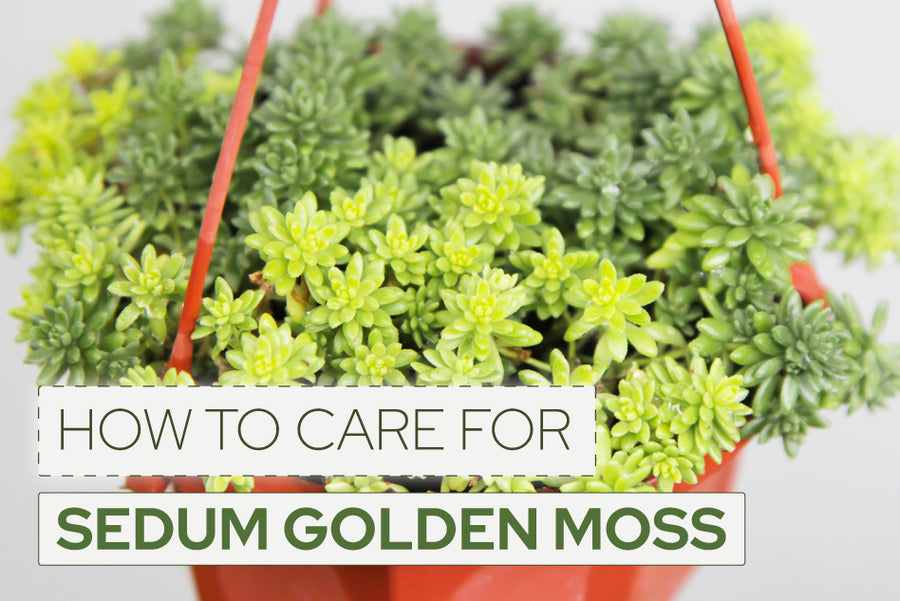 golden sedum ground cover moss