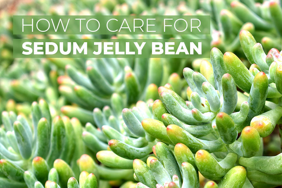 How to care for Sedum Jelly Bean Succulent, How to grow Jelly Bean Sedum, Tips for planting sedum jelly bean