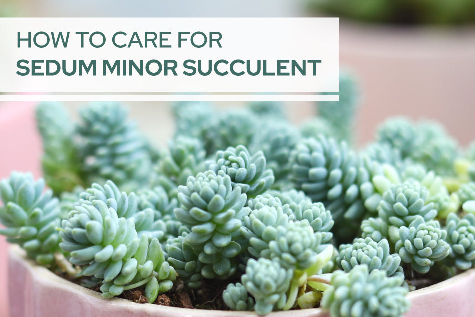 How to care for Sedum Minor