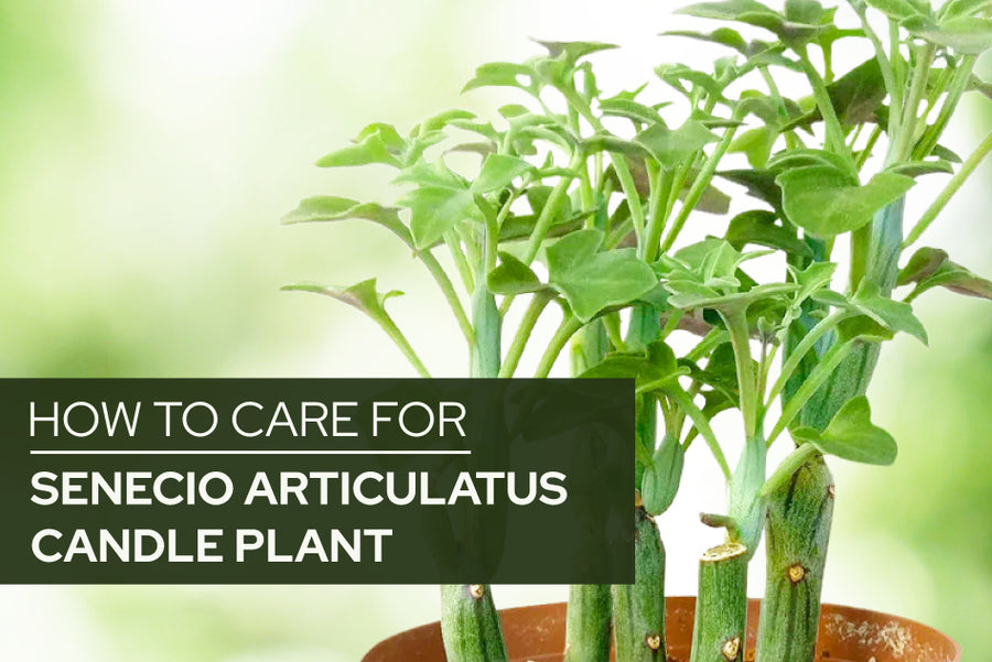 How to care for Senecio articulatus Candle Plant