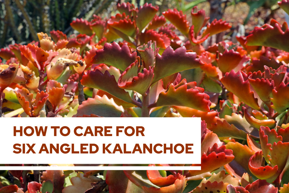 How To Care For Six-Angled Kalanchoe, Succulent Care Guide
