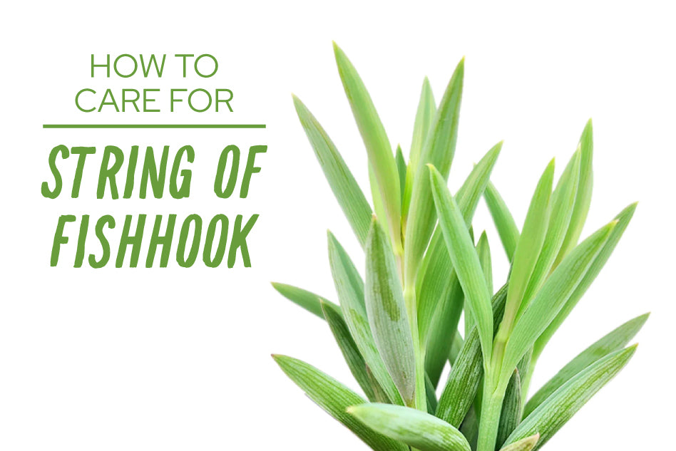 How To Care For String Of Fishhooks