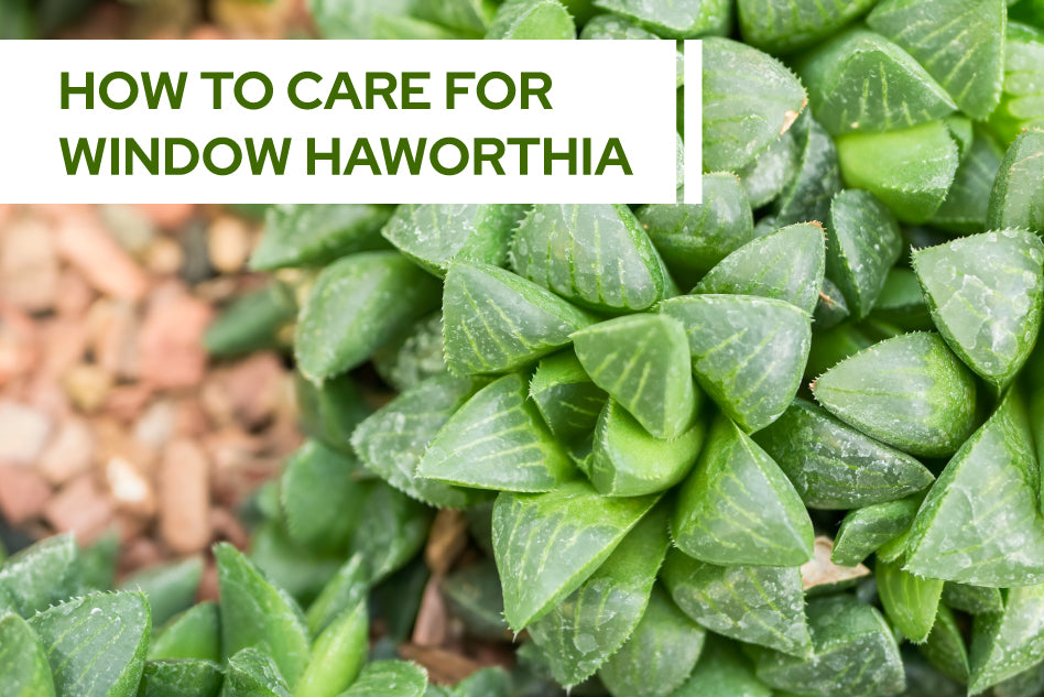 How to care for Window Haworthia Succulents Box