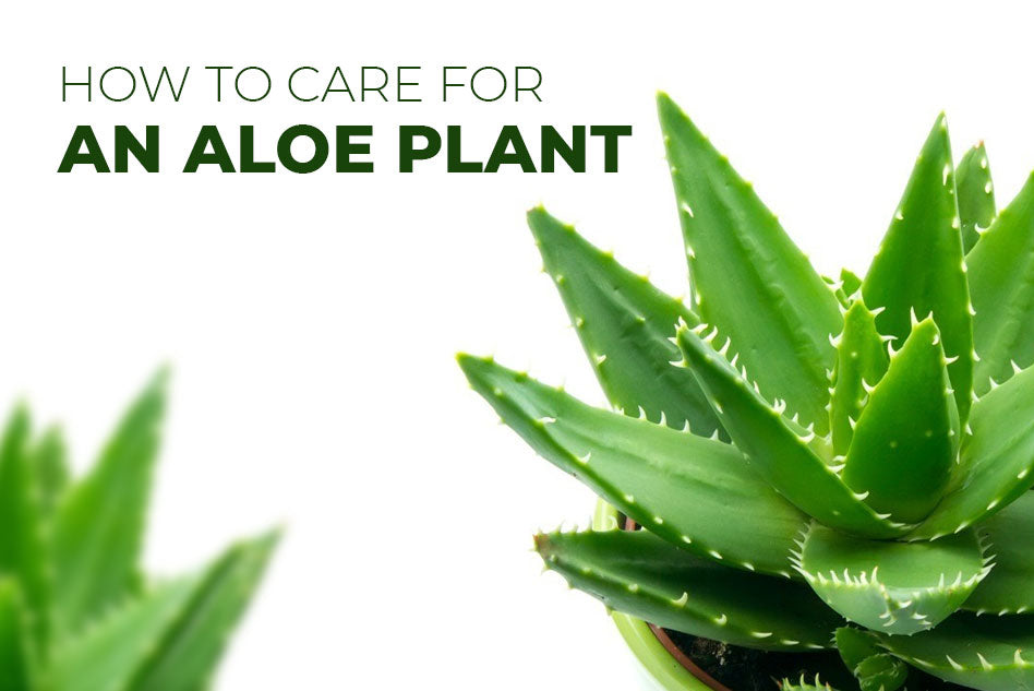 How to grow and care for an Aloe plant