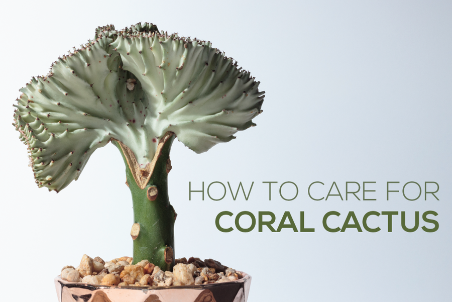 How to plant and care for Coral Cactus