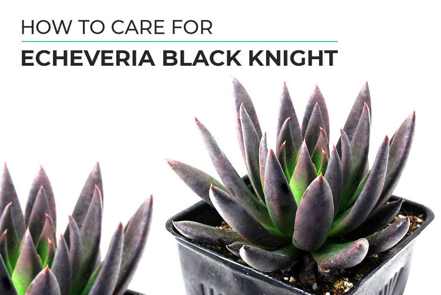 How to care for Echeveria Black Knight
