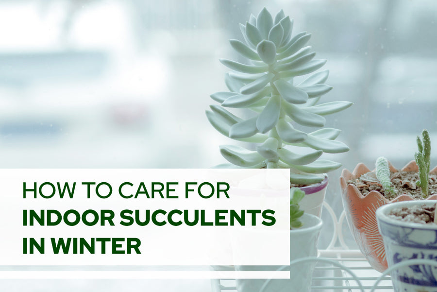 How to care for indoor succulents in winter