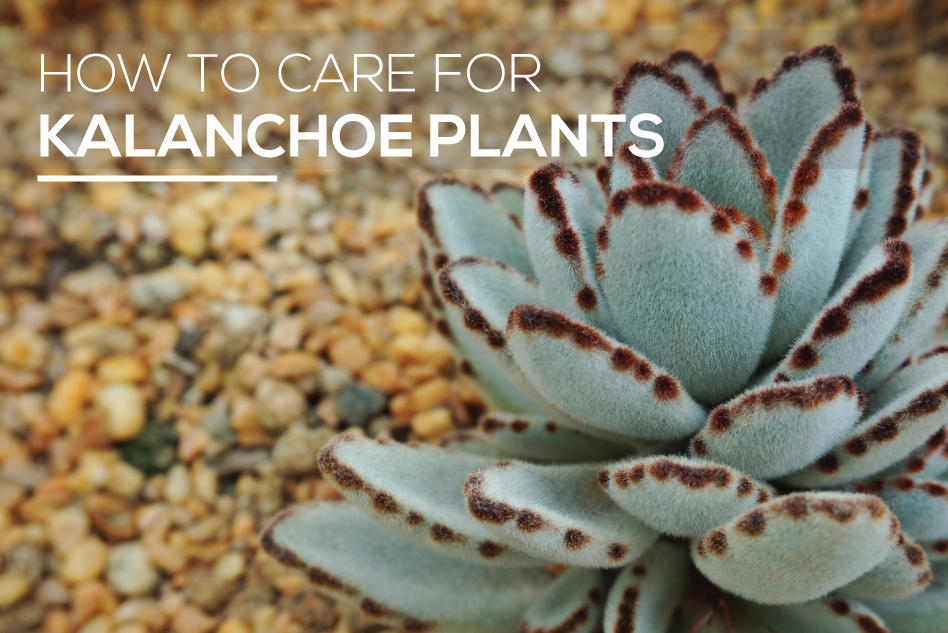 How to care for Kalanchoe Plants, Tips for growing Kalanchoe Succulents