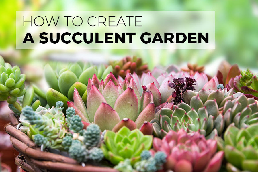 How to create a succulent garden, How to Plant Beautiful Succulent Gardens, Learning to make a succulent garden