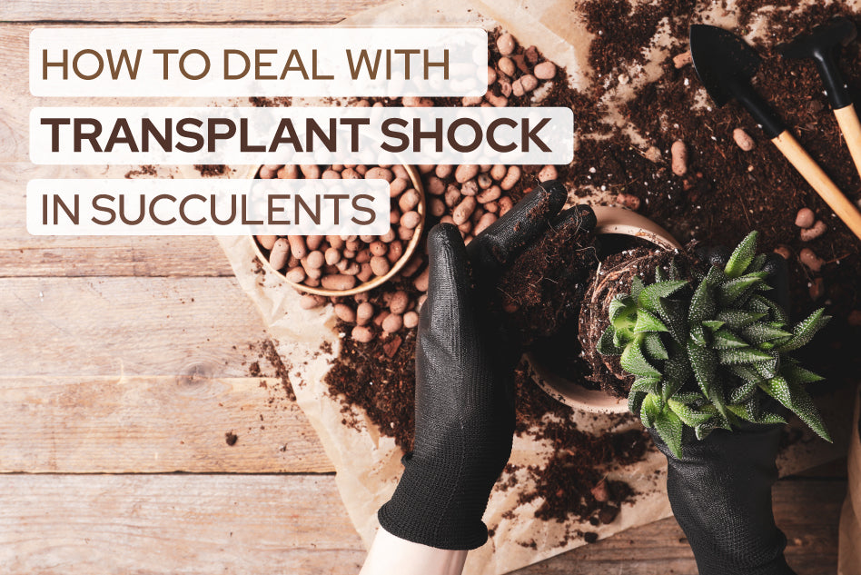How to Deal with Transplant Shock