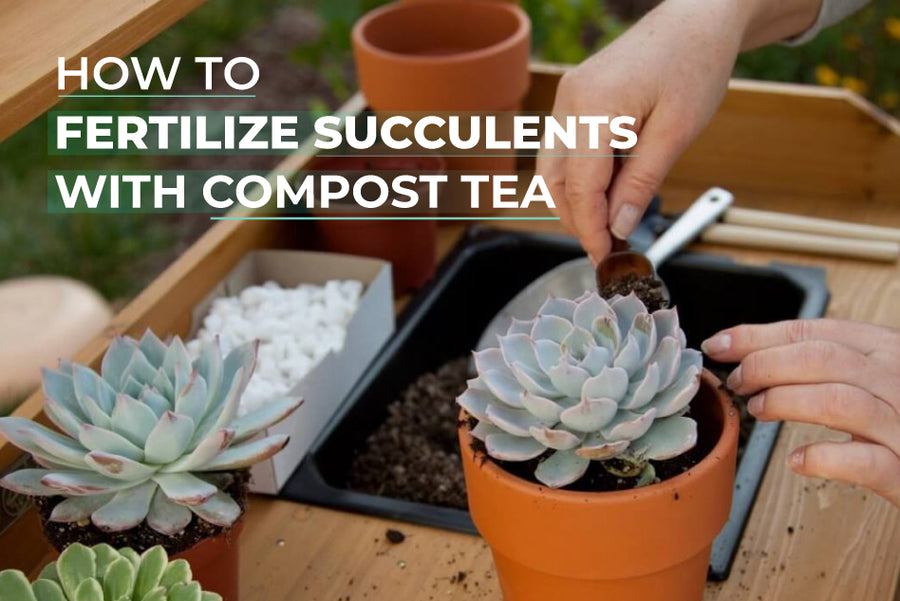 How to Fertilize Succulents with Compost Tea