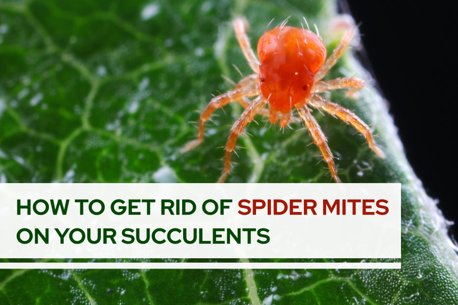 How to get rid of spider mites on your succulents